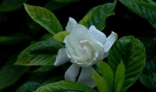 栀子花花语 栀子花花语